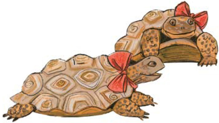 two tortoises