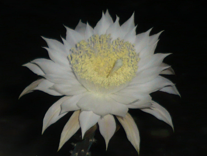 Cereus flower